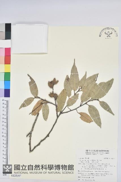 長尾栲、長尾柯、長尾尖葉櫧藏品圖，第1張