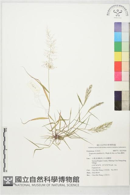 鯽魚草藏品圖，第1張