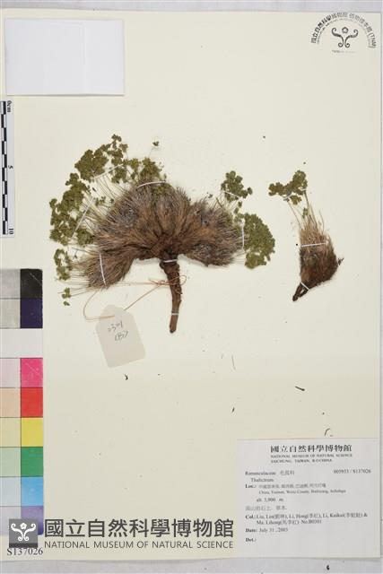 登錄號:S137026藏品圖，第1張