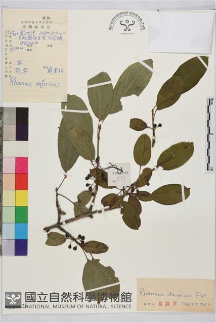 鼠李、臭李子藏品圖，第1張