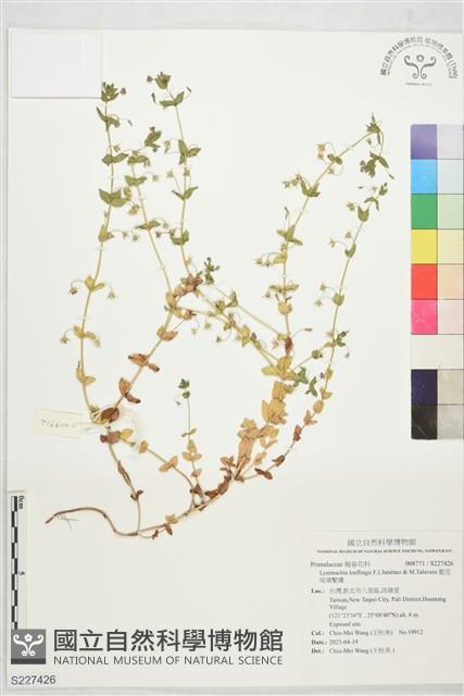 藍花琉璃繁縷藏品圖，第1張