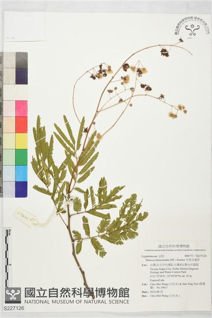 光莢含羞草藏品圖，第1張