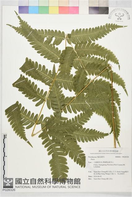 登錄號:P028326藏品圖，第1張