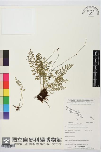 登錄號:P019926藏品圖，第1張