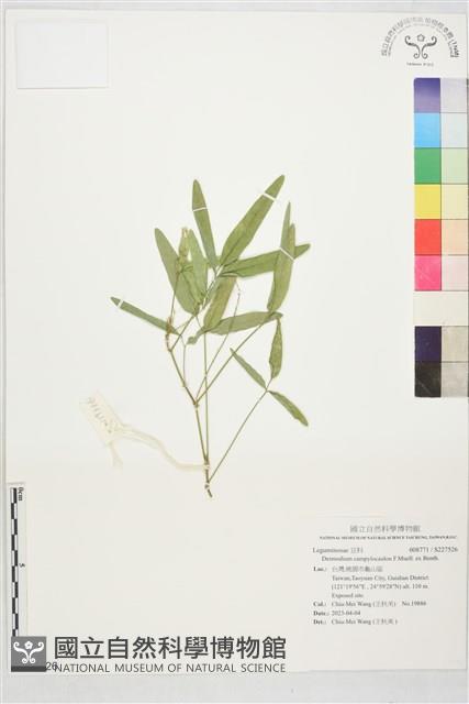 登錄號:S227526藏品圖，第1張