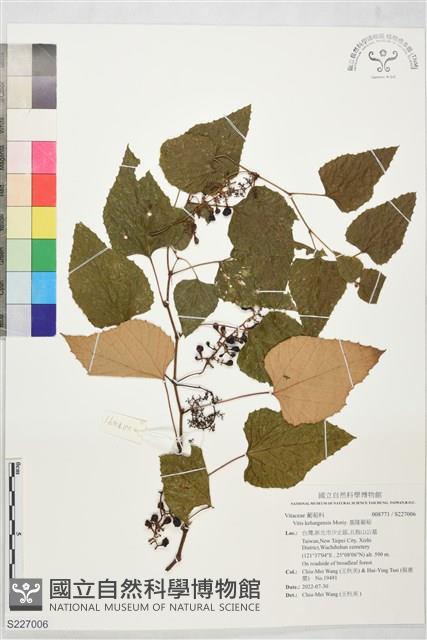 基隆葡萄藏品圖，第1張