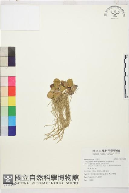 脫萼鴉跖花藏品圖，第1張