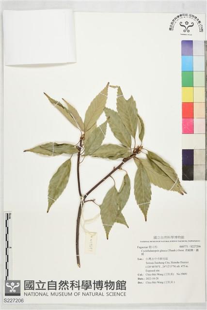 青剛櫟、鐵椆藏品圖，第1張