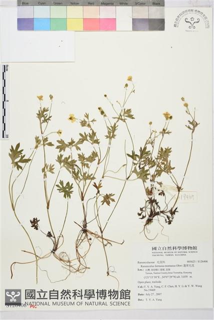 蓬萊毛茛藏品圖，第1張