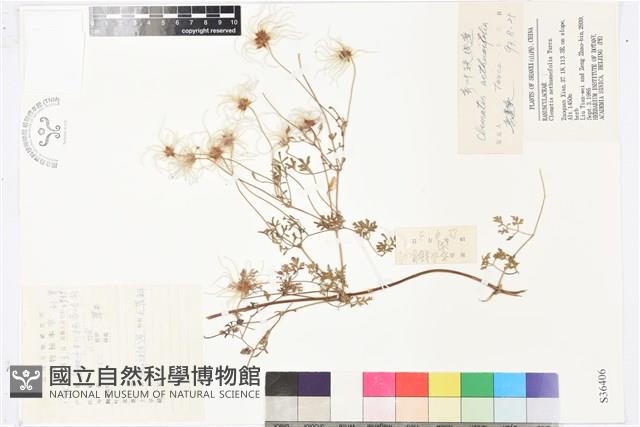 芹葉鐵線蓮藏品圖，第1張