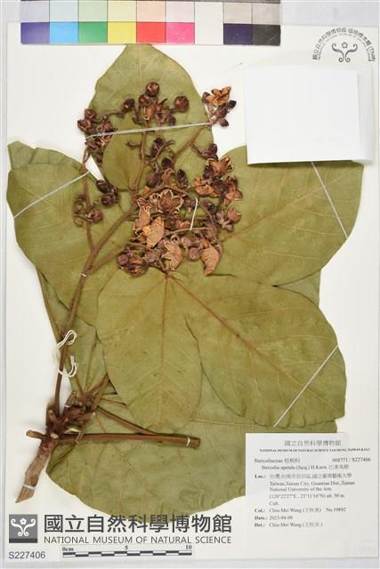 巴拿馬樹藏品圖，第1張