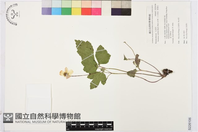 小白頭翁、野棉花藏品圖，第1張