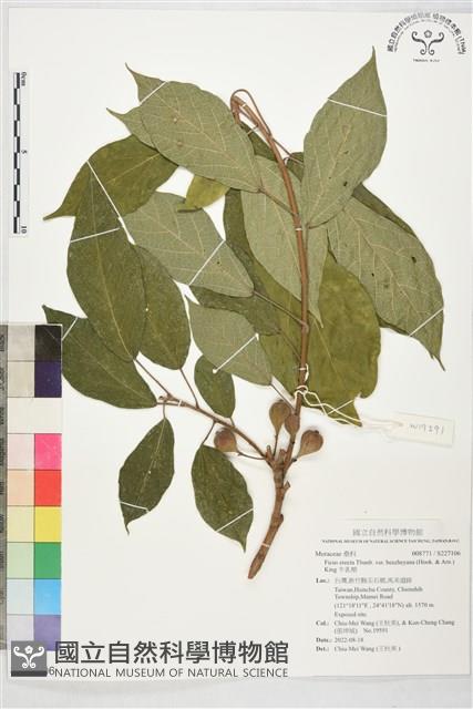 牛乳榕藏品圖，第1張