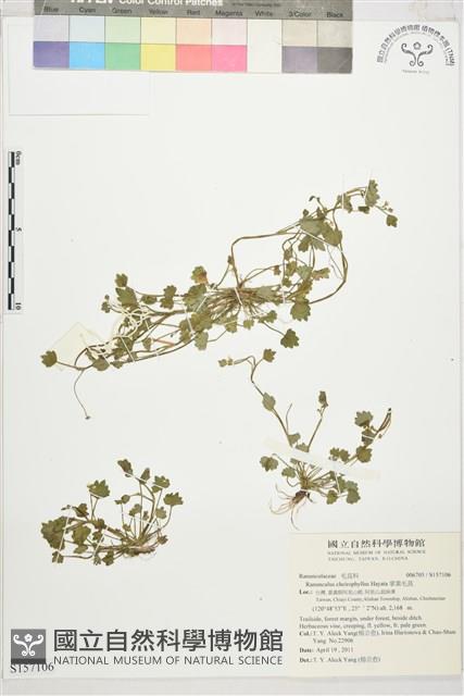 掌葉毛茛藏品圖，第4張