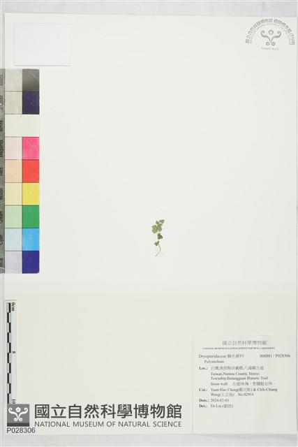 登錄號:P028306藏品圖，第1張