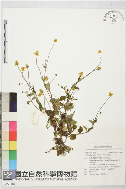 沼菊草藏品圖，第1張