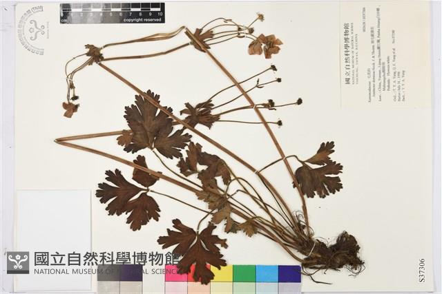 展毛銀蓮花藏品圖，第1張