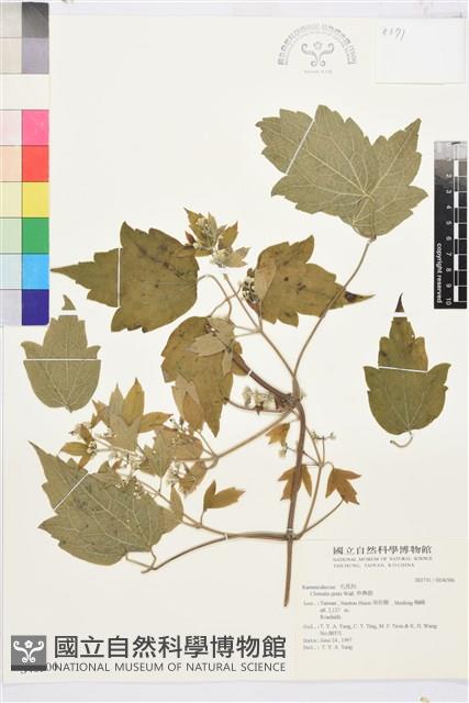 串鼻龍藏品圖，第2張