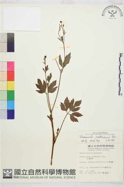 水辣菜、禺毛茛藏品圖，第1張