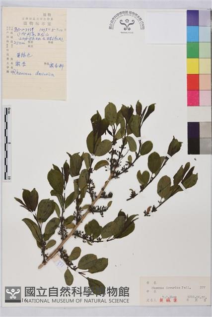 鼠李、臭李子藏品圖，第1張