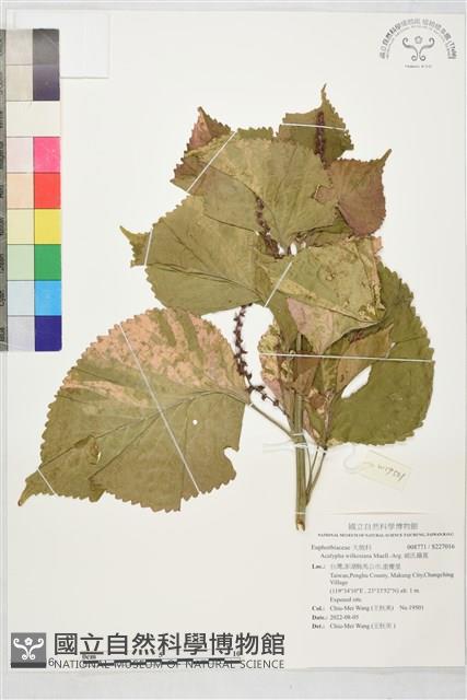 威氏鐵莧藏品圖，第1張