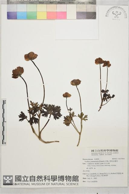 雲南金蓮花藏品圖，第1張