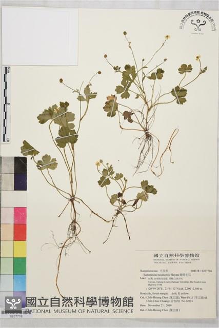 鹿場毛茛藏品圖，第1張