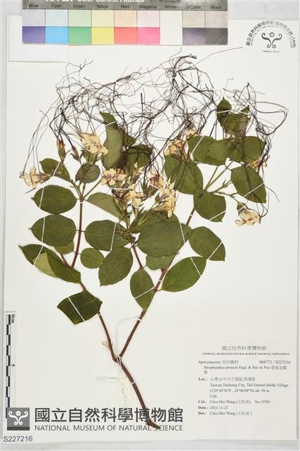 垂絲金龍藤藏品圖，第1張