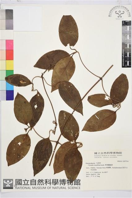 厚葉鐵線蓮藏品圖，第2張