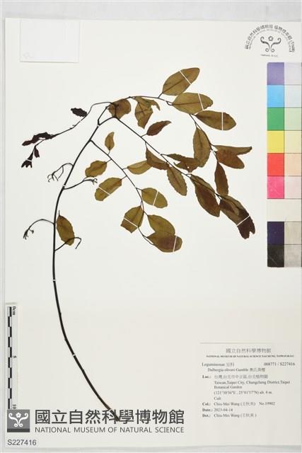 奧氏黃檀藏品圖，第1張