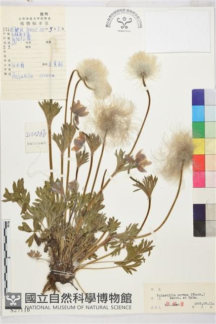 朝鮮白頭翁藏品圖，第1張