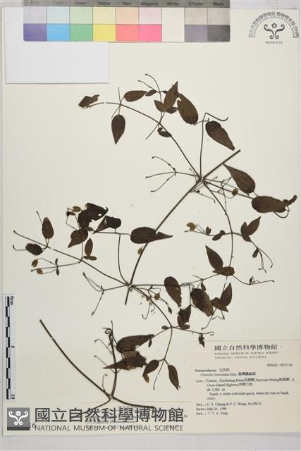 田村氏鐵線蓮藏品圖，第2張