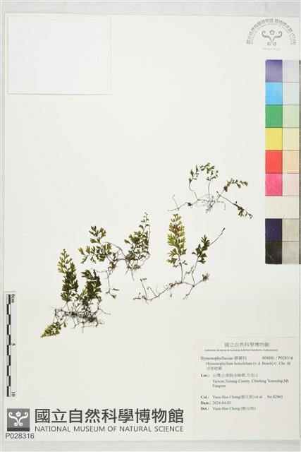 南洋厚壁蕨藏品圖，第1張