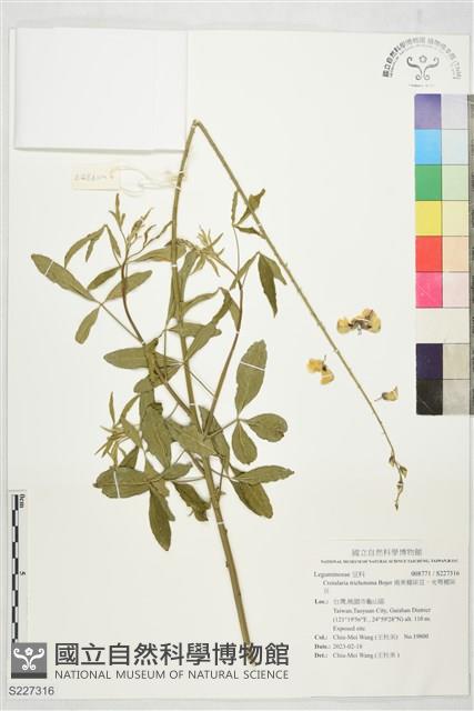 南美豬屎豆，光萼豬屎豆藏品圖，第1張