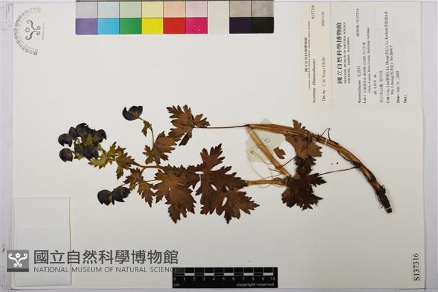 登錄號:S137316藏品圖，第1張