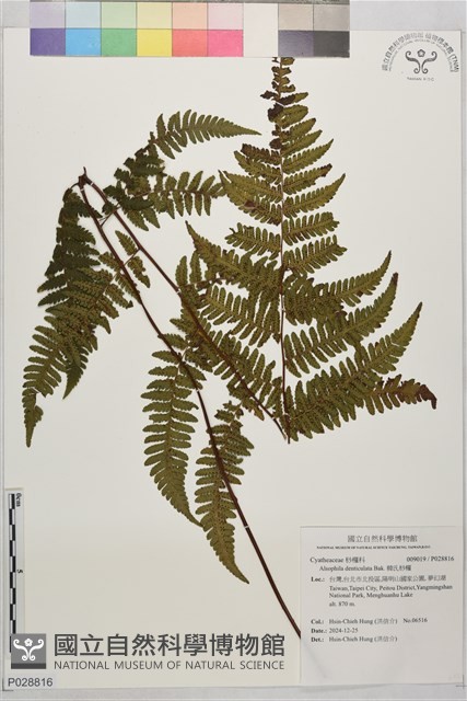 韓氏桫欏藏品圖，第1張