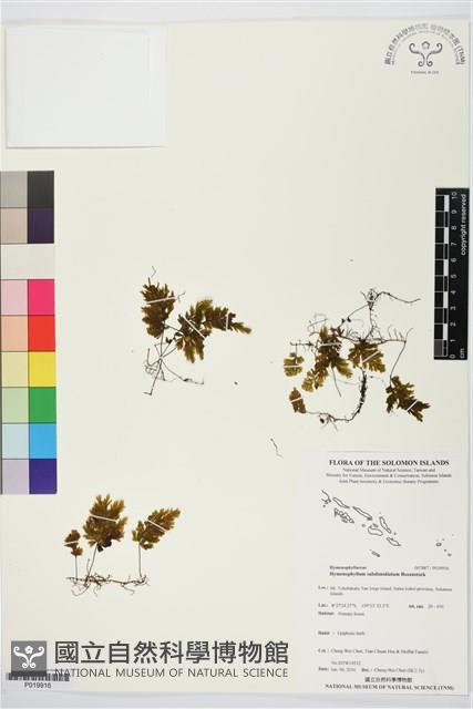 登錄號:P019916藏品圖，第1張