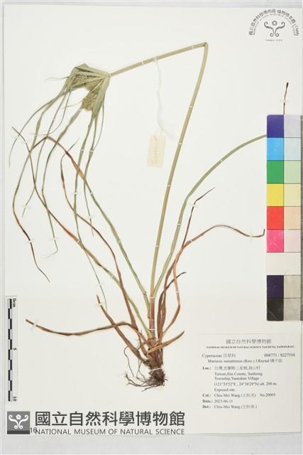 磚子苗藏品圖，第1張