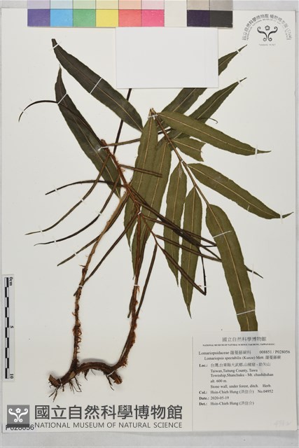 羅蔓藤蕨藏品圖，第1張