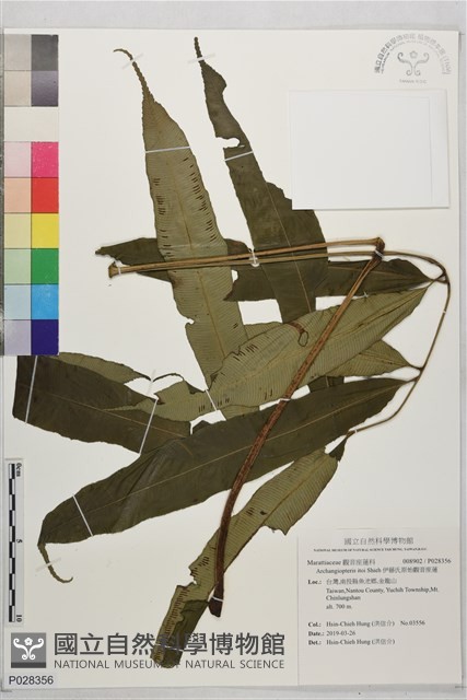 伊藤氏原始觀音座蓮藏品圖，第1張