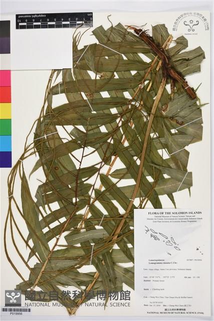 登錄號:P019956藏品圖，第1張