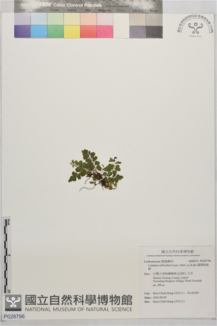 圓葉陵齒蕨藏品圖，第1張