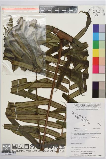 登錄號:P019896藏品圖，第1張