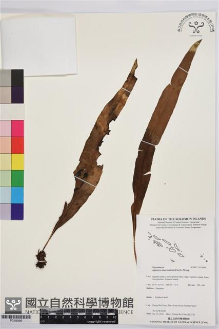 登錄號:P019996藏品圖，第1張