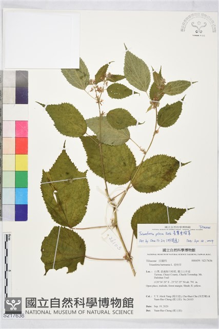 長葉垂桉草藏品圖，第1張
