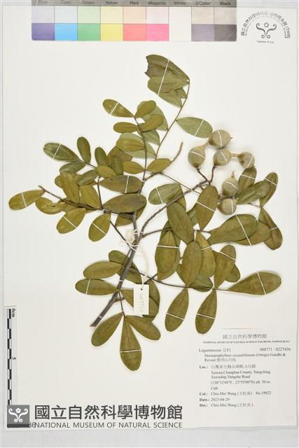 德州山月桂藏品圖，第1張