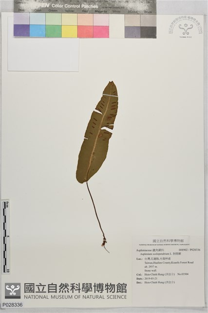 對開蕨藏品圖，第1張