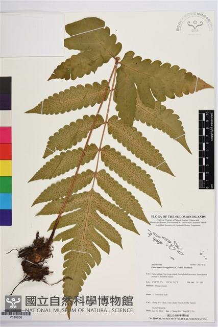 登錄號:P019836藏品圖，第1張