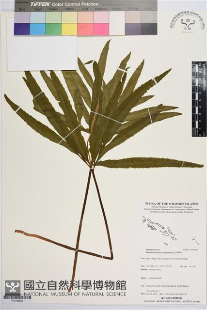 錫蘭七指蕨藏品圖，第1張