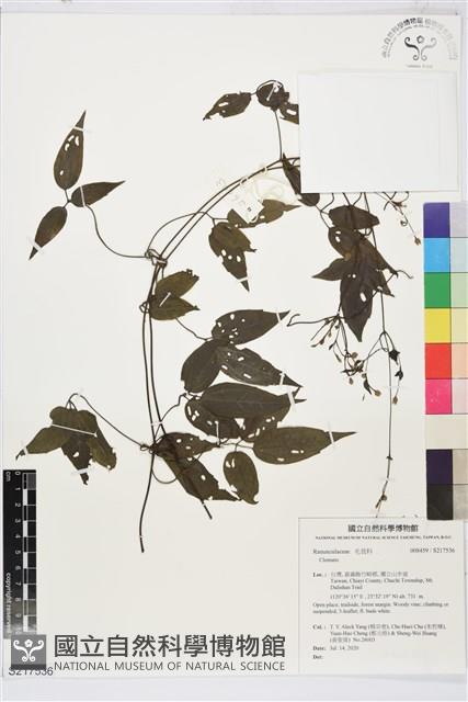 彭氏鐵線蓮藏品圖，第1張